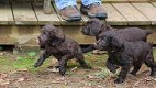 Boykin puppies - 0 - Thumbnail