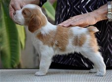 Bretagne Spaniël puppies