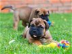 Bull Mastif puppies - 0 - Thumbnail