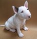 Bull Terrier pups - 0 - Thumbnail