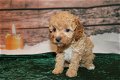 Cavachon - 0 - Thumbnail