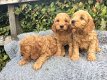 cavapoo - 0 - Thumbnail