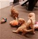 Cavoodle-puppy's - 0 - Thumbnail