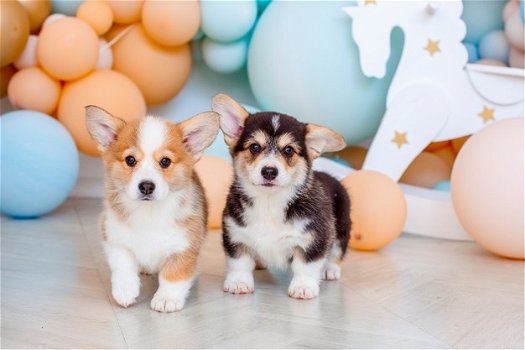 corgi pups - 0