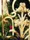 Metalen sierrek, art nouveau-rozenrek-deco-wandrek tulp - 3 - Thumbnail