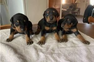 Doberman puppy's - 0