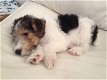 Fox Terrier - 0 - Thumbnail