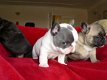 Franse bulldog - 0 - Thumbnail