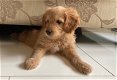 Goldendoodle - 0 - Thumbnail