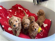 Lieve puppy's van Cavapoo beschikbaar