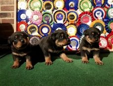 Rottweiler-puppy's