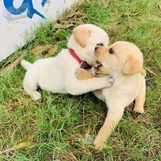 Golden Retriver pups - 0