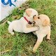 Golden Retriver pups - 0 - Thumbnail