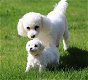 Bichon Frise-puppy's te koop - 0 - Thumbnail