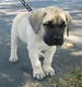 Mastiff pups - 0 - Thumbnail