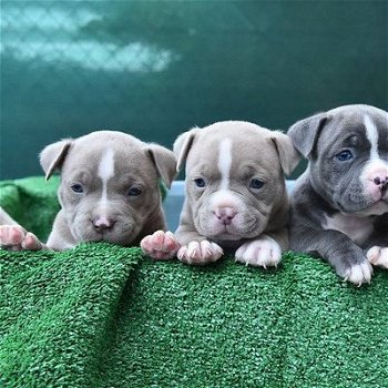 pitbull puppies - 0