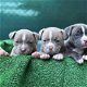 pitbull puppies - 0 - Thumbnail