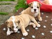 Mooie Engelse bulldog-puppy's te koop - 0 - Thumbnail