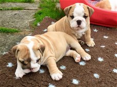 Mooie Engelse bulldog-puppy's te koop