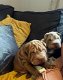 Twee Kc geregistreerde Sharpei-puppy's. - 0 - Thumbnail