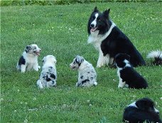 Border Collie puppies beschikbaar voor verkoop