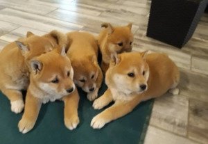 Shiba Inu Pups te koop - 0