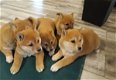 Shiba Inu Pups te koop - 0 - Thumbnail
