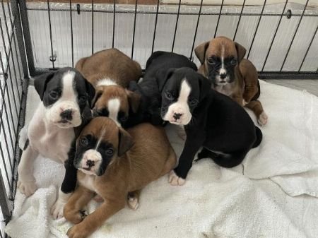 Adorable gift boxer pups, - 0