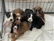 Adorable gift boxer pups, - 0 - Thumbnail