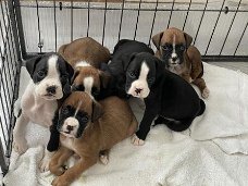 Adorable gift boxer pups,