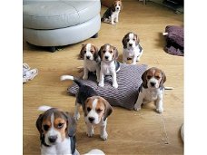 Mooie Beagle-puppy's.