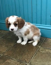 Cavalier King Charles Spaniel-Pups - 0