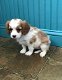 Cavalier King Charles Spaniel-Pups - 0 - Thumbnail