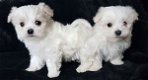 maltezer pups - 0 - Thumbnail