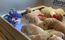 Golden Retriever-puppy's te koop - 0 - Thumbnail