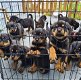 Rottweiler-puppy's - 0 - Thumbnail