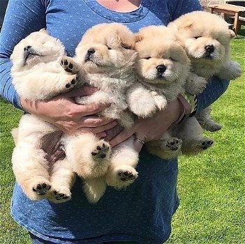 Chowchow-puppy's zijn prachtig behaar - 0