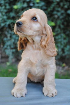 Cocker Spaniel pups Kc geregistreerd - 0