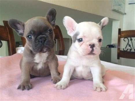 Franse bulldog pups - 0