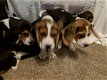 Beagle Pups - 0 - Thumbnail