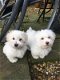 Bichon Frise-puppy's - 0 - Thumbnail