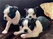 Boston Terrier-puppy's - 0 - Thumbnail