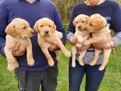 Labrador puppy's - 0