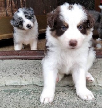 Border Collie pups - 0