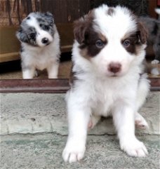 Border Collie pups