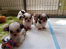 Shih Tzu pups