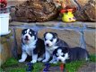 Super mooie husky pup te koop - 0 - Thumbnail