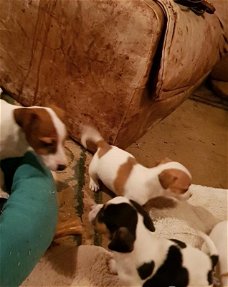 Raszuivere jack Russell pups