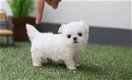 gave maltese puppy's - 0 - Thumbnail