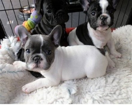 franse bulldog puppies poor adoptie - 0